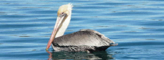 photo of Pelican