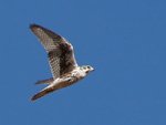 Falco mexicanus